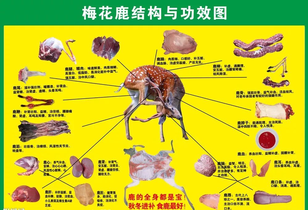 鹿的种类及名称图片图片