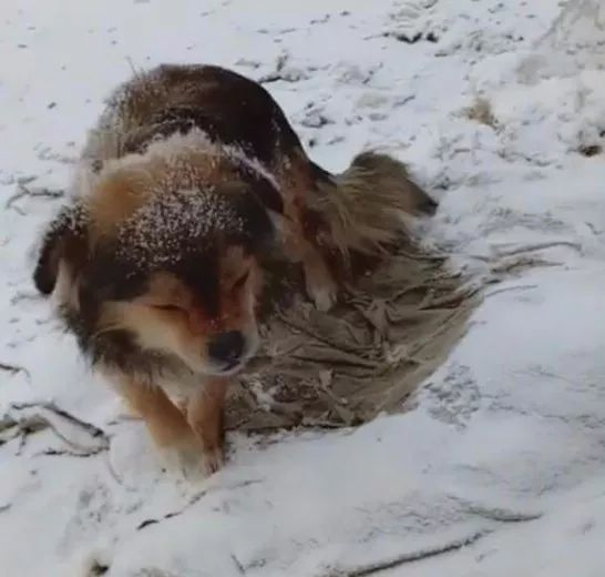 狗狗们被冻得挤成一团,它们身上还覆盖着雪,全身不停的发抖,看来是冻