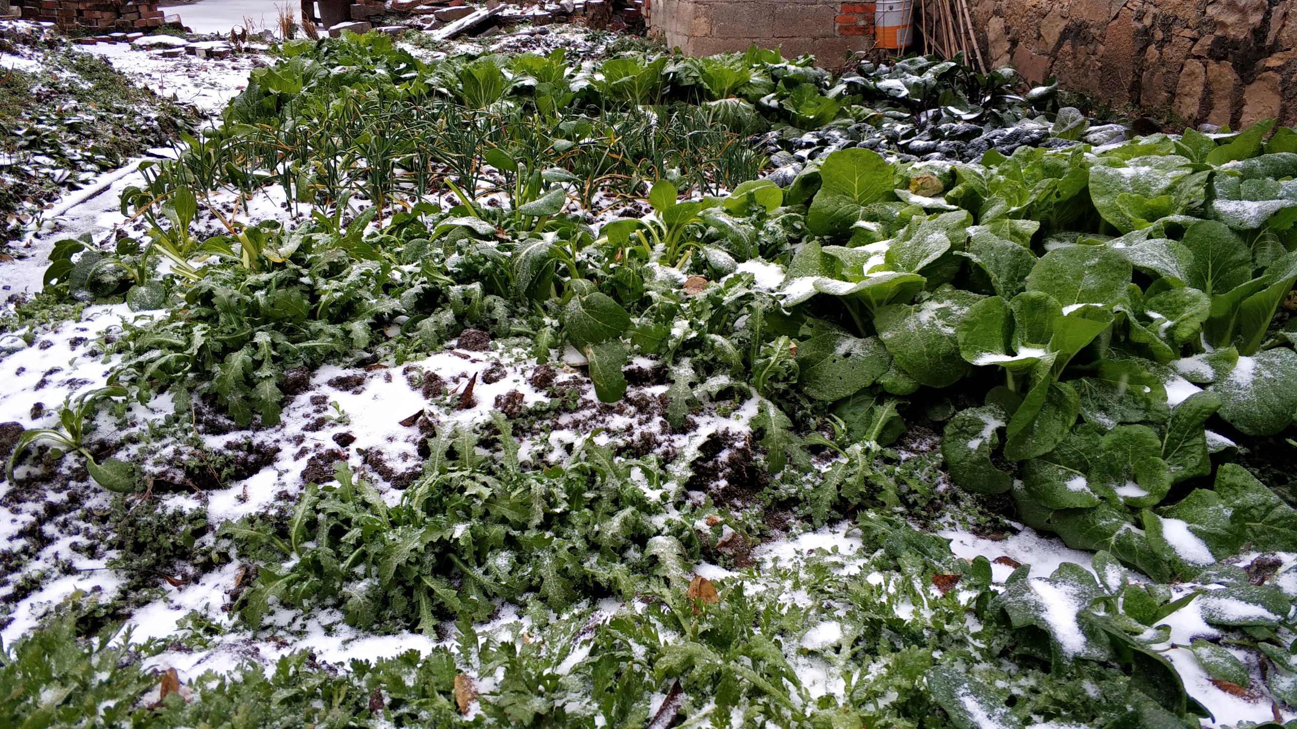 雪中的菜园