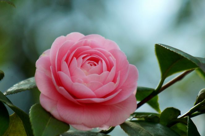 山茶花的花语(山茶花的花语文案)