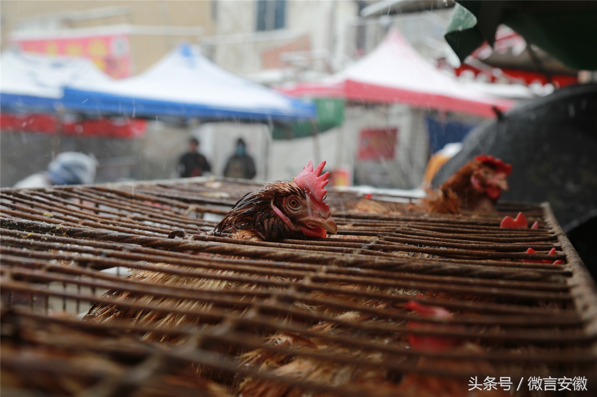 惠州小金口兴隆街鸡图片