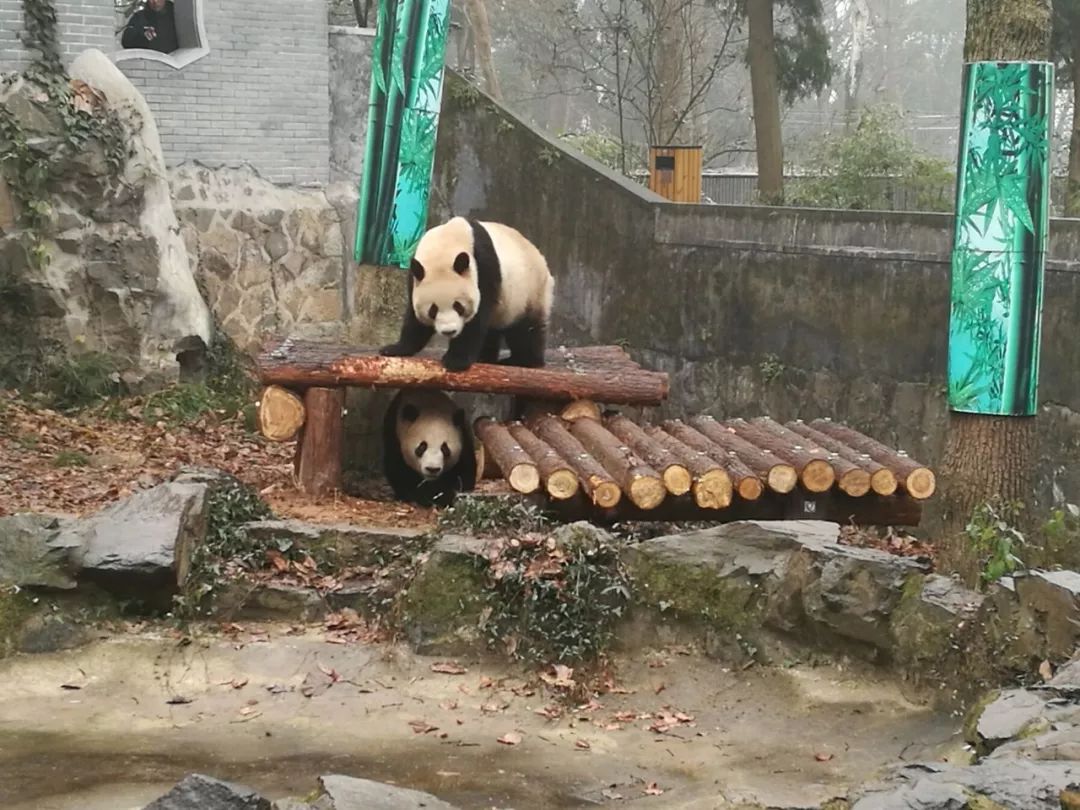 下雪啦杭州動物園熊貓有了新家可以玩雪啦