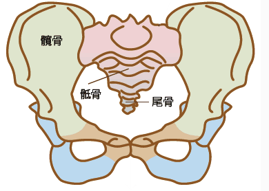 骨盆由髋骨,骶骨和尾骨共同组成您知道吗?
