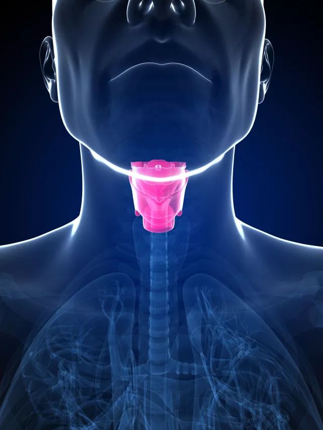 声带位于喉部,是人体重要的发音器官,当呼气气流振动声带时,即可发出