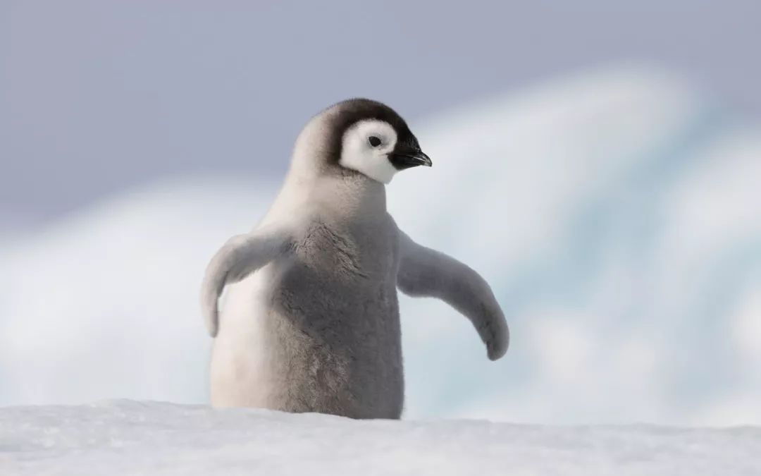 【许昌小记者】下雪后快让孩子学企鹅走路,骨科医生的防滑倒提醒太有