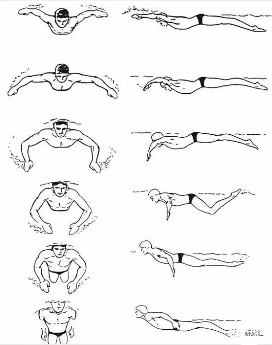 蝶泳的正确姿势图片