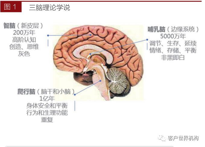 三脑理论学说认为人类颅腔内的脑并非只有一个而是三个,这三个脑作为