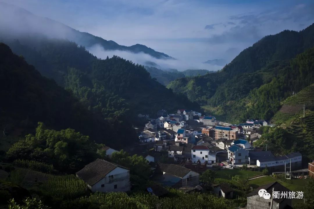 龙门村村口,古木参天,巨型樟木,枫树,红豆杉分列路旁