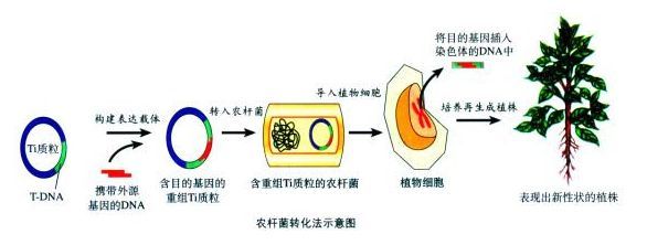 农杆菌介导法侵染步骤图片