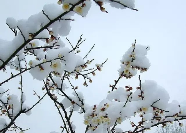 初雪來了,關於下雪的詩句有哪些?快來一起吟雪吧