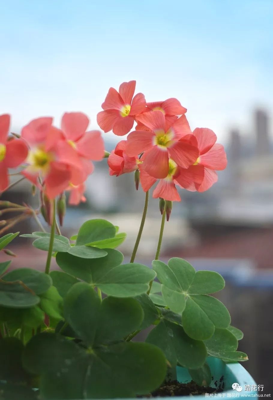 酢漿草花事