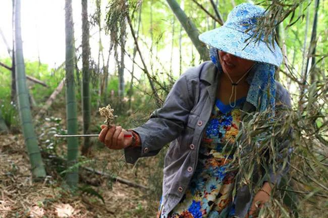 農村樹林這種花,營養價值不遜冬蟲夏草,極難採摘一隻賣200元