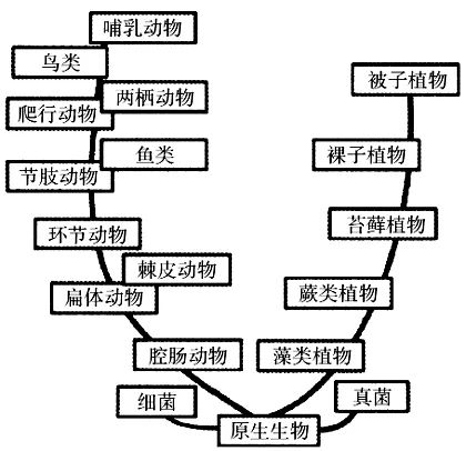 生物进化顺序示意图图片