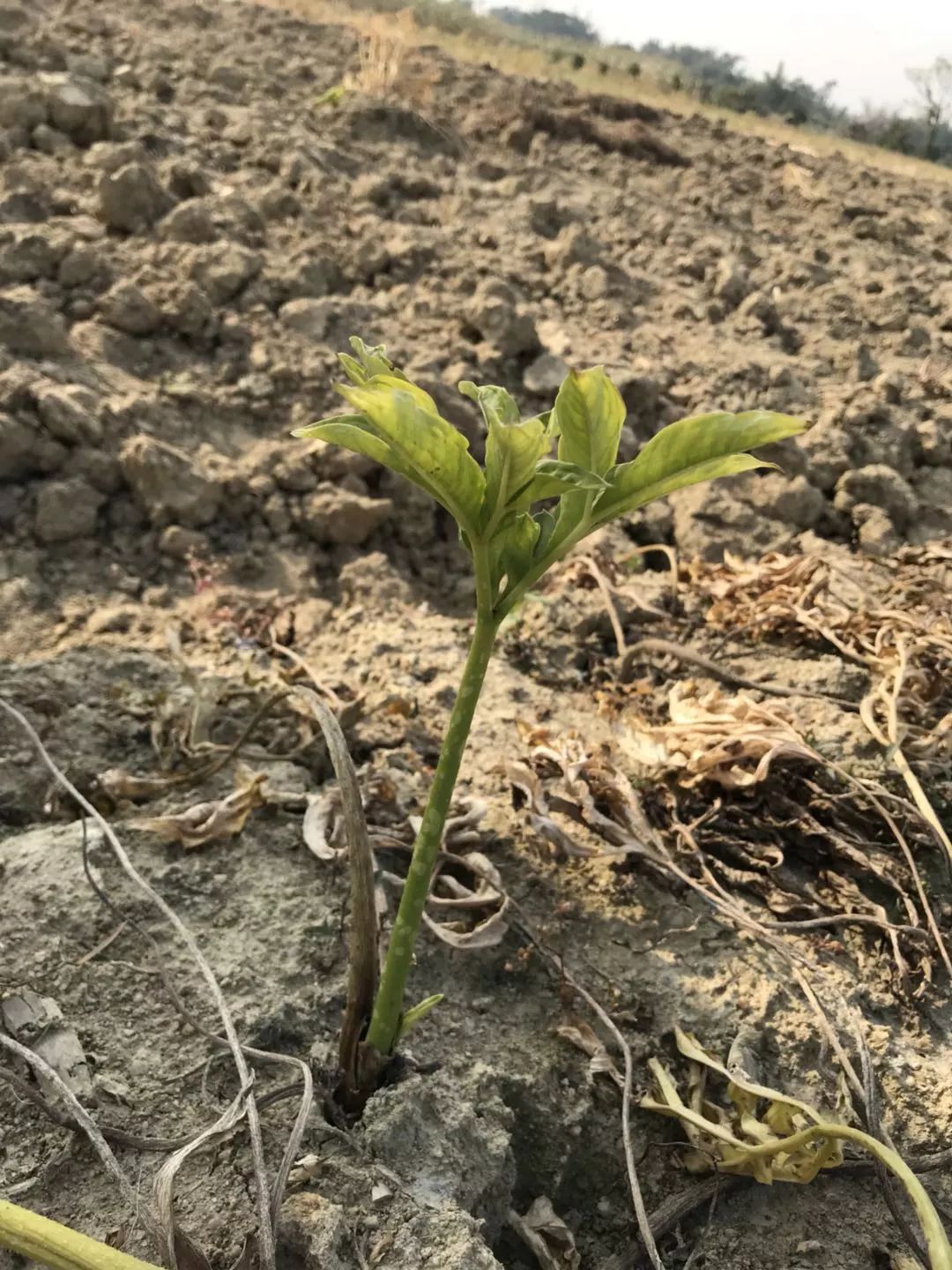 翻芋头树图片图片