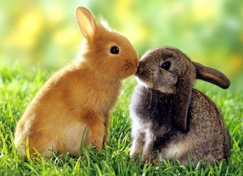 两只兔子图片亲吻图片