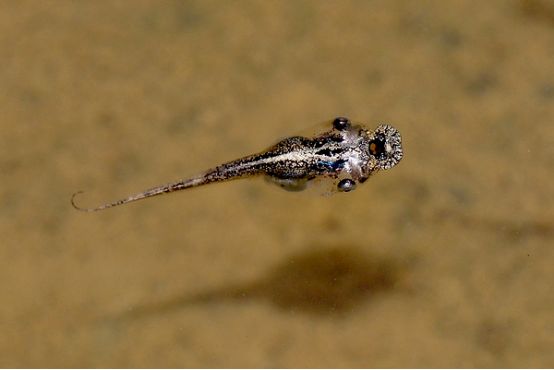 饰纹姬蛙蝌蚪长着一张朝向天空的怪嘴,可以用来滤食水面上的食物碎屑