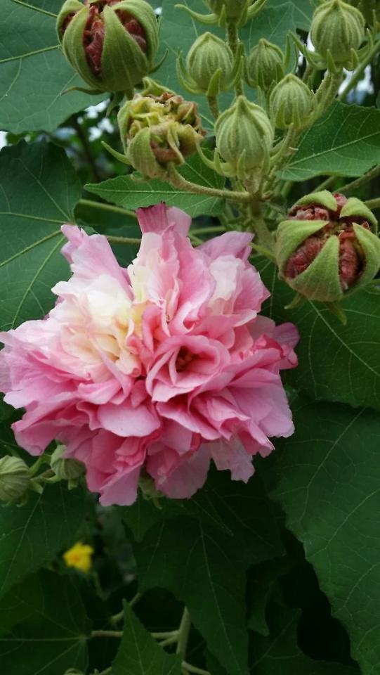 成都的市花木芙蓉大概起源