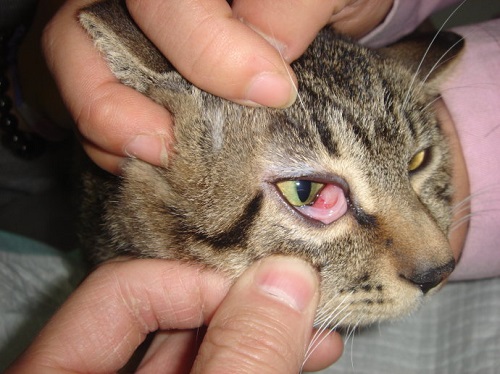 猫咪第三眼睑外露图片图片