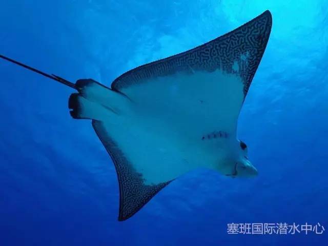 如何区分魟鱼鳐鱼蝠鲼鳐鲼有这一张图就够了