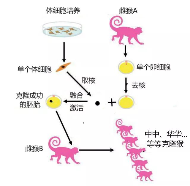 两者融合之后培育成胚胎,再将胚胎植入雌猴子c子宫内,让其产下克隆