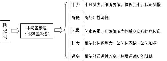 1.24細胞的死亡