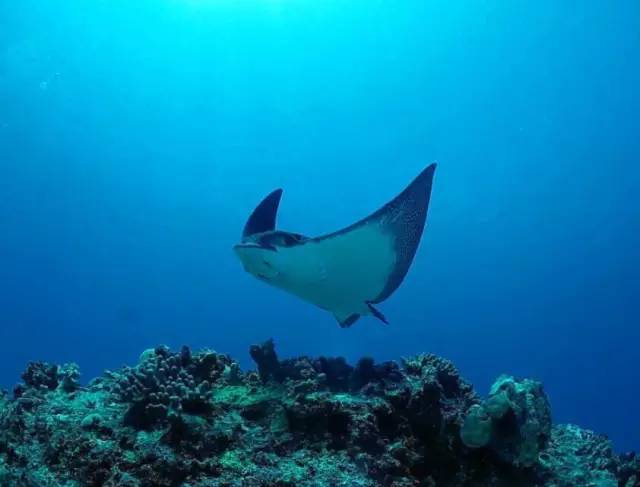 如何區分魟魚鰩魚蝠鱝鰩鱝有這一張圖就夠了