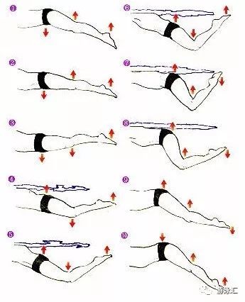 [蝶泳教程]談談蝶泳發力的根本,如何腰腹部發力!