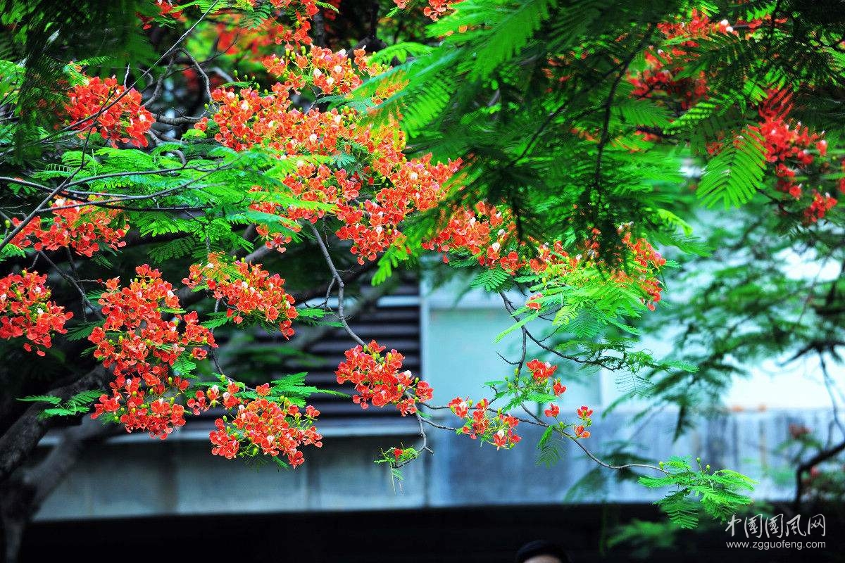 百花齊放開滿了庭前院後 茗山溪水是一道美麗風標 花團錦簇,萋萋芳草