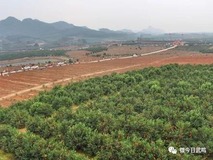 沃柑展示,競速吃果比賽…氣氛火熱十足東風農場優質沃柑生產基地是