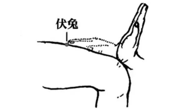 在大腿的前面,将大腿肌肉紧绷,然后看到伏起来的位置就是伏兔穴了,像