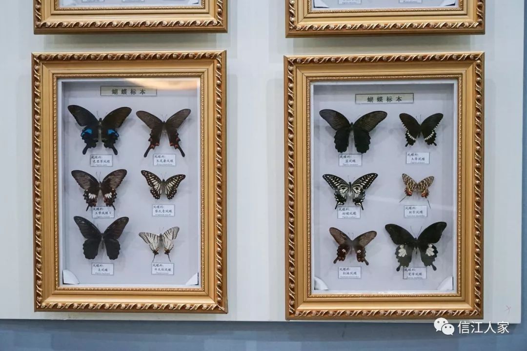 武夷山保护区蝴蝶标本江西武夷山自然保护区已查明昆虫16目171科1465