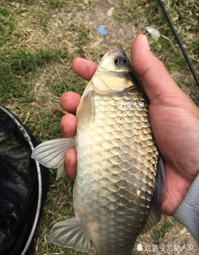 冰層水面釣魚,野河水清魚肥,釣獲野生純正的