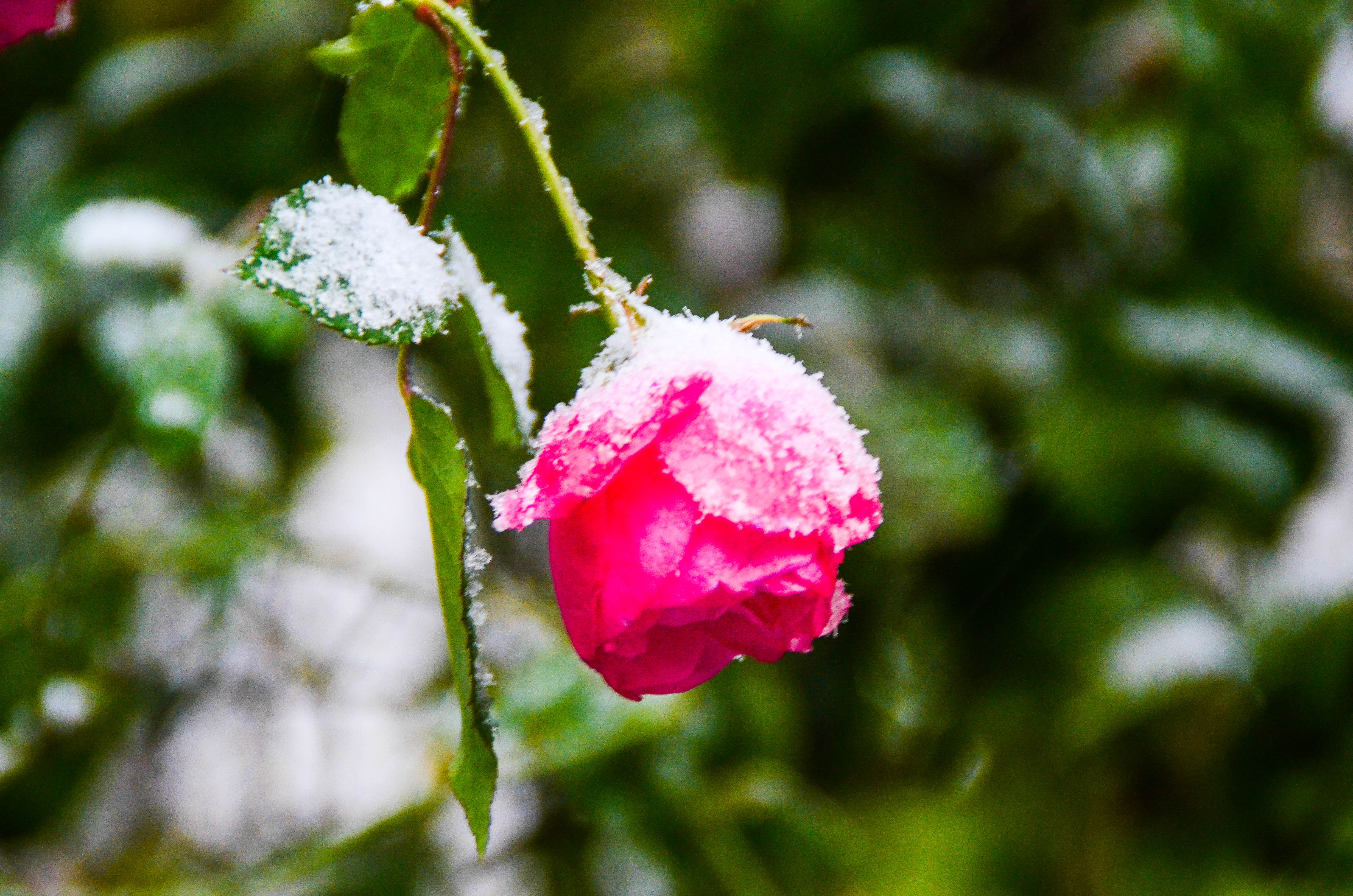 这场大雪,上海等了十年