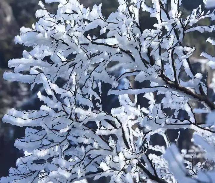 金鸡山下雪图片