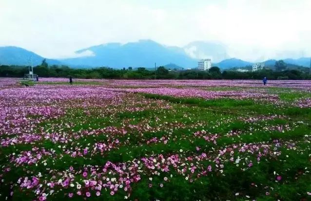 惠东白盆珠花海图片