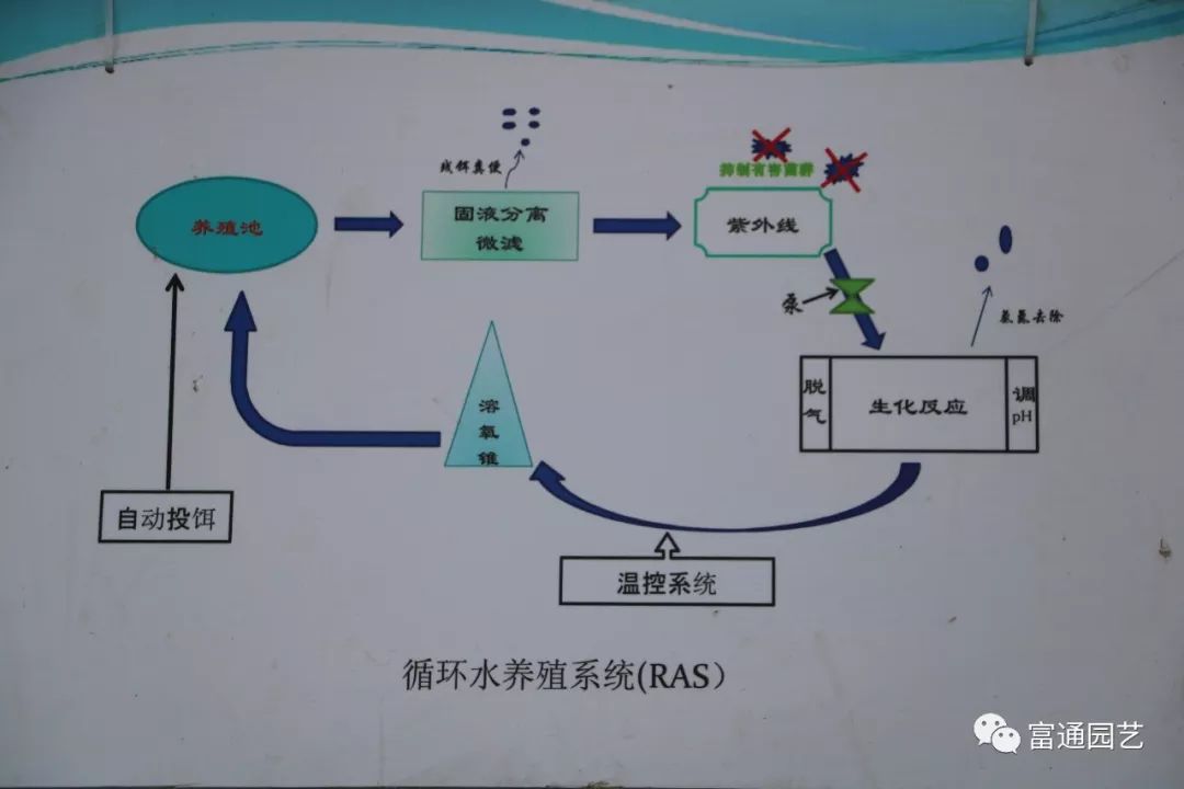 總水體20m06左右,養殖水體7m06,循環週期2次/h,設計養殖密度為