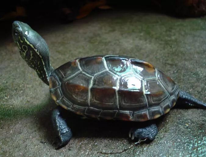 草龟能活多久图片