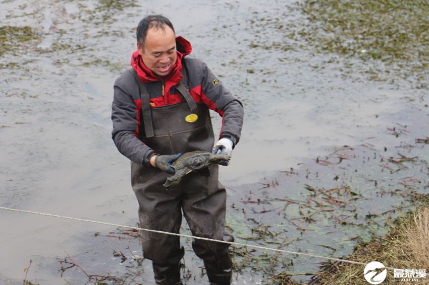 清塘了,抓甲魚去嘍!