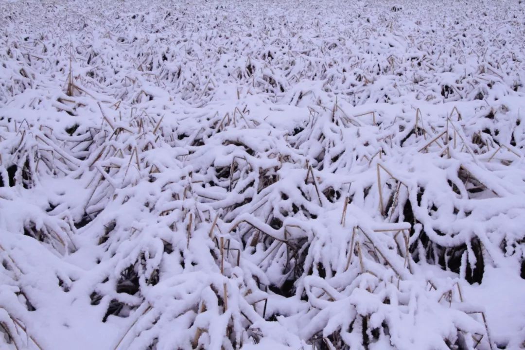 雪