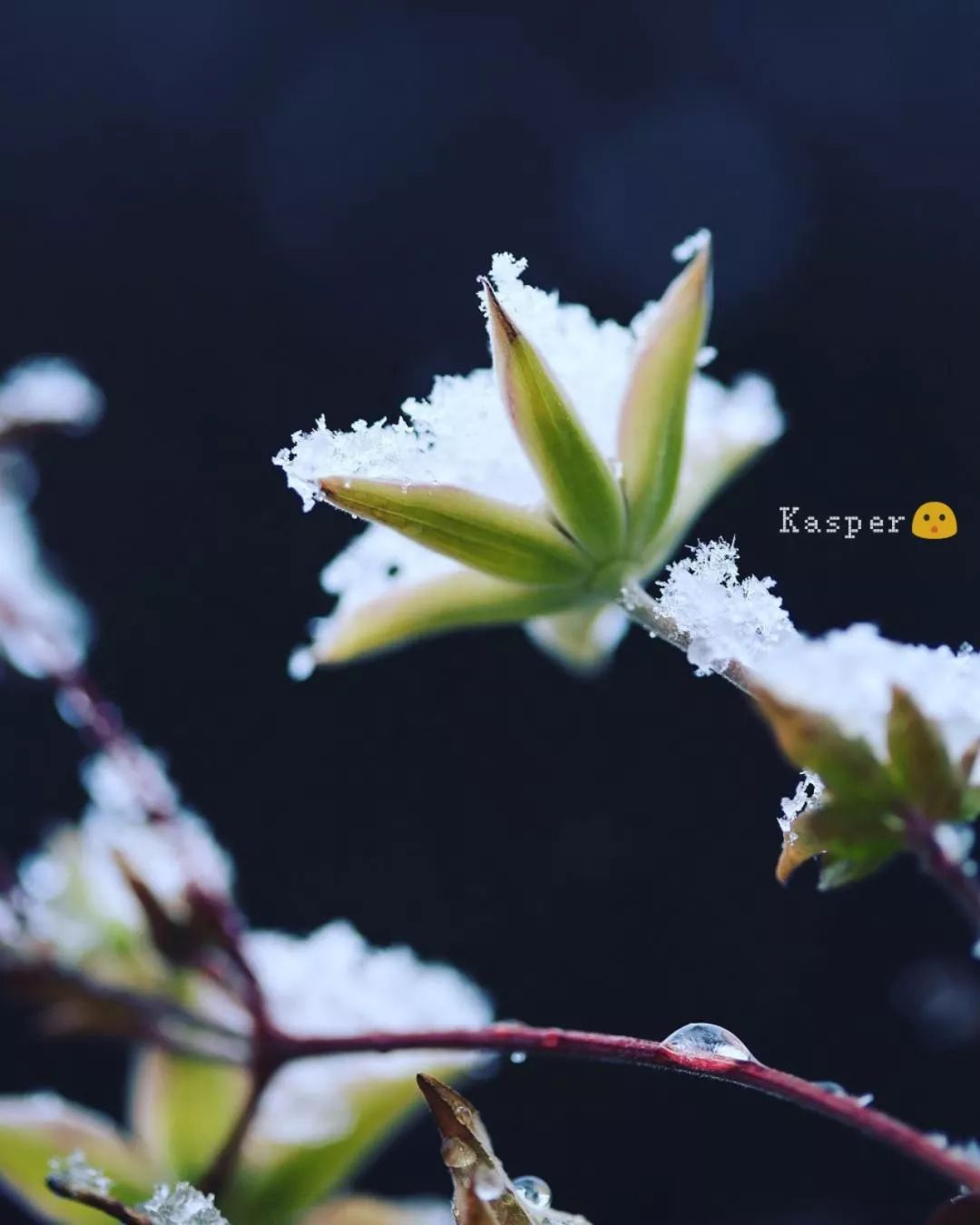 投票 下雪天,他们这样拍植物和花园才不辜负这雪景