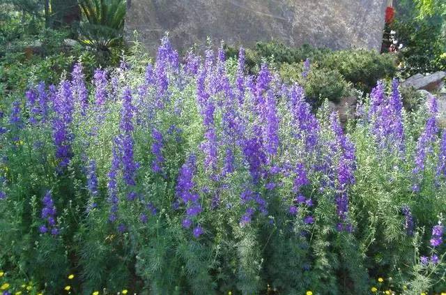 紫球荷蘭菊 松果菊 一葉蘭 美麗月見草 柳葉馬鞍草 細葉針茅