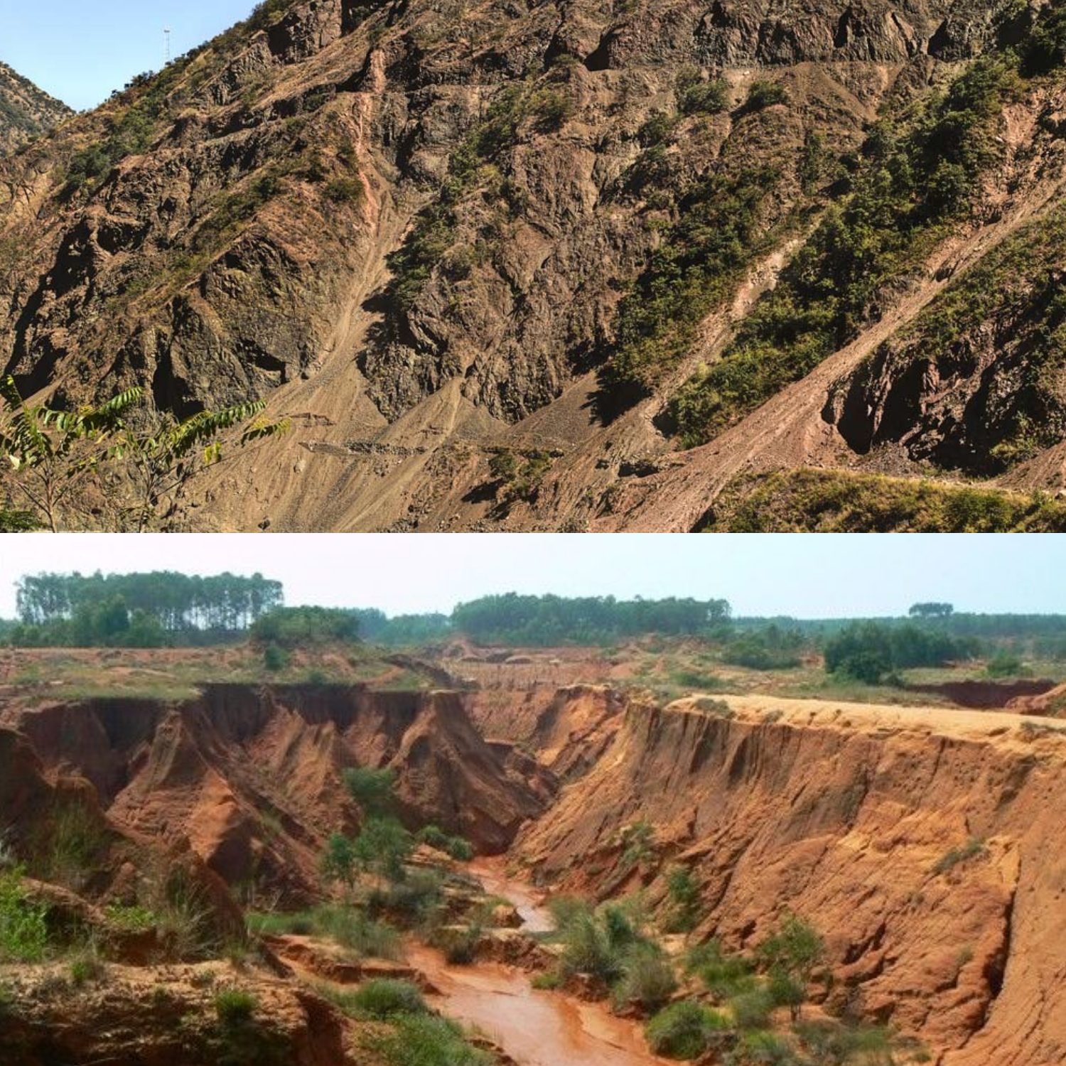 巨菌草治理荒灘荒坡地和河流防止水土流失土地荒漠化的理想植物