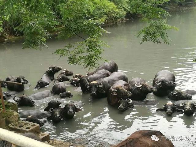 現代生態養殖案例——北流仕利奶水牛養殖場使用