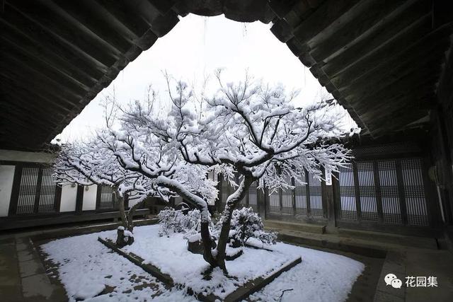 在冬日庭院裡,煮雪烹茶,豈不妙哉!