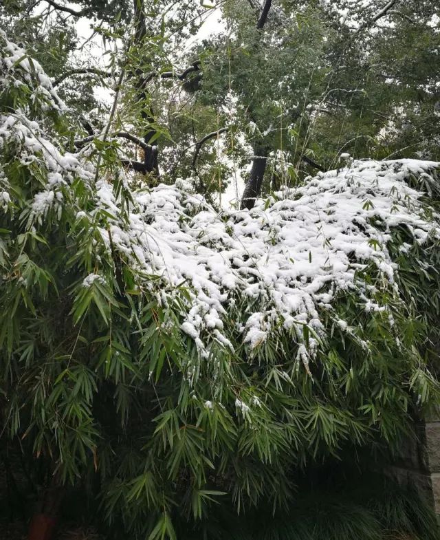 此雪竹价重黄金百两