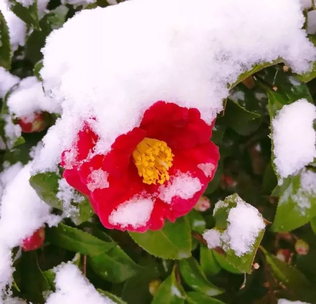 又萌又逗!請收下這組來自上海動物園的雪天表情包