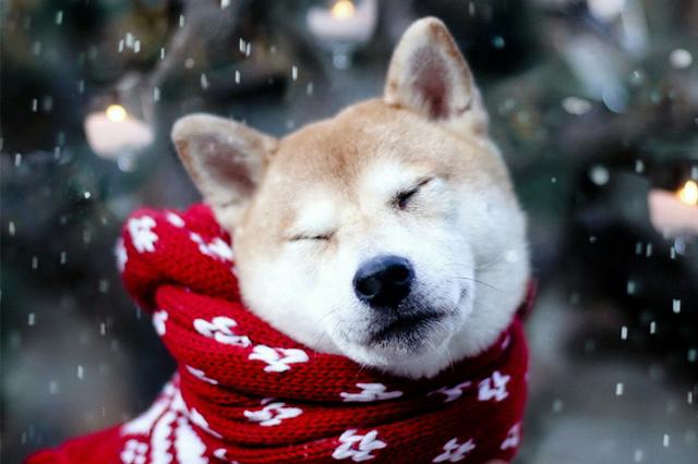 古老的犬种 柴犬 竟然是最古老的日本犬