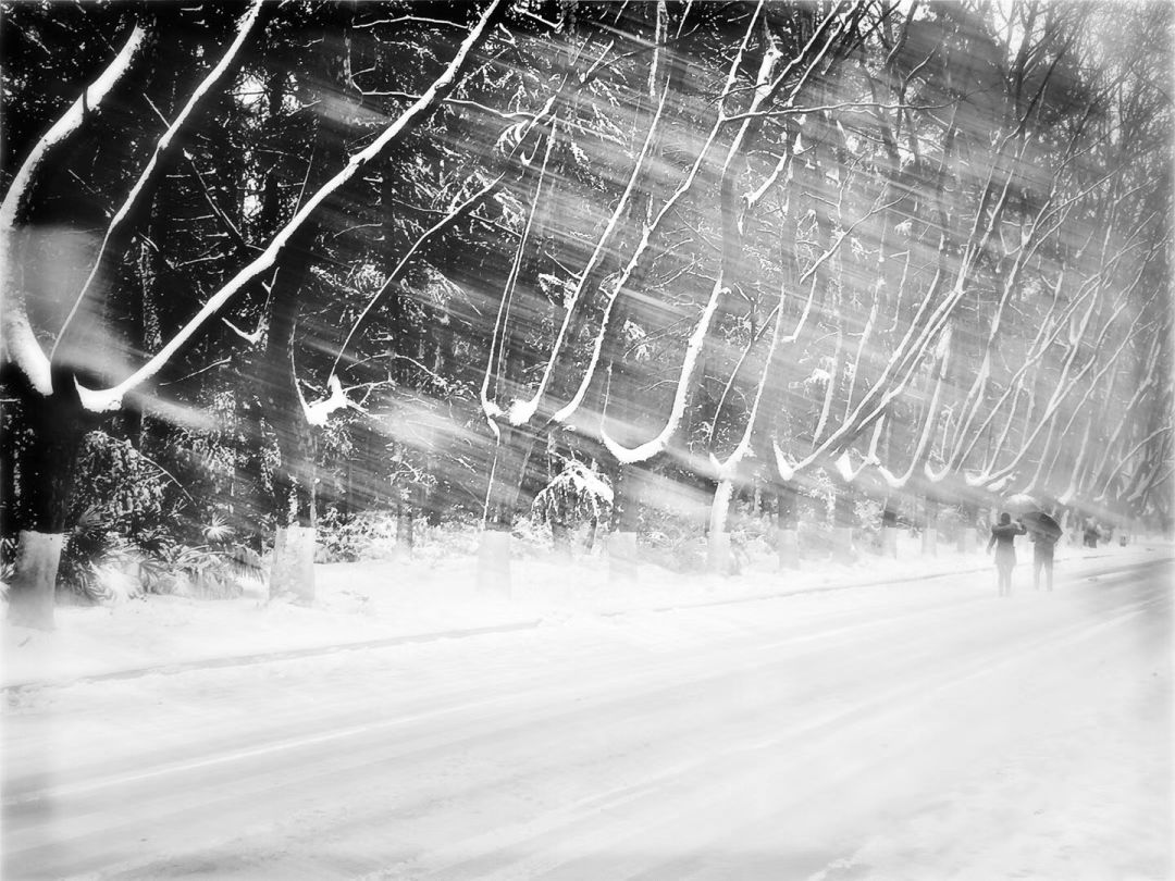 一邊落雪一邊花開南京審計大雪鄉校區等你回來