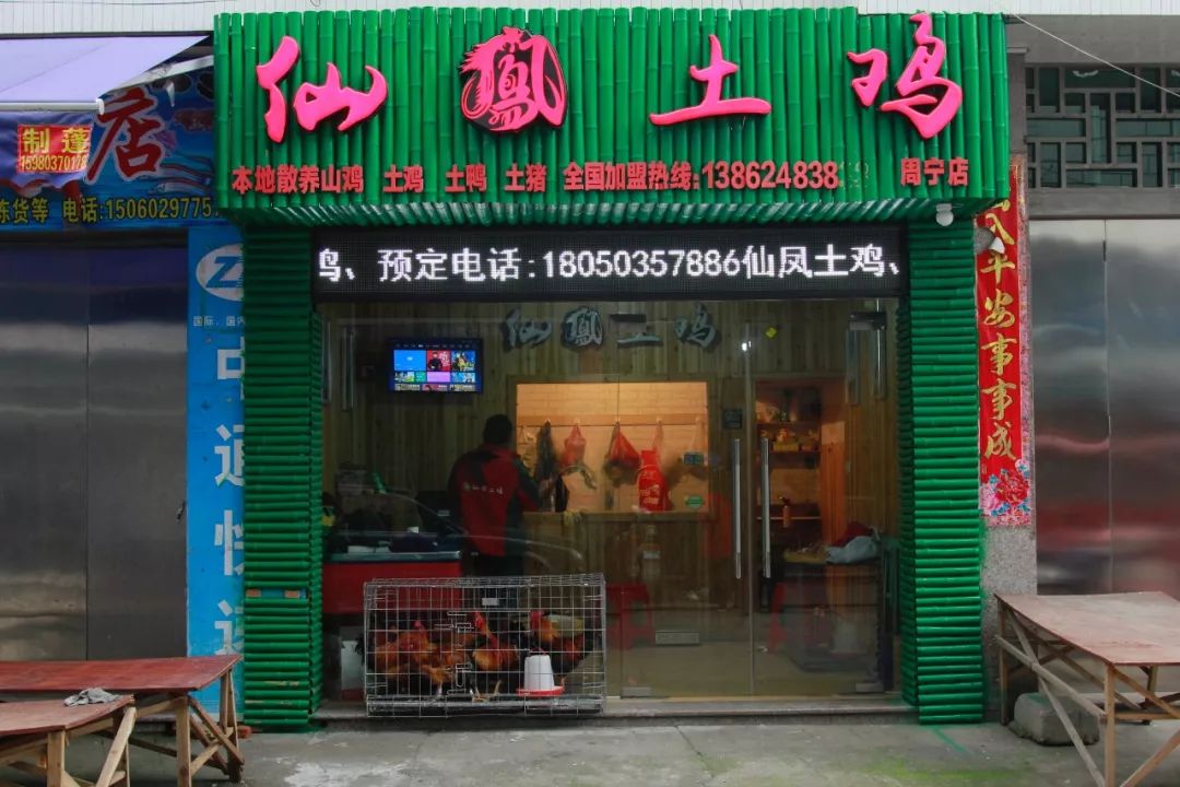 福建首家土鸡专卖店仙凤土鸡周宁最好吃的鸡!
