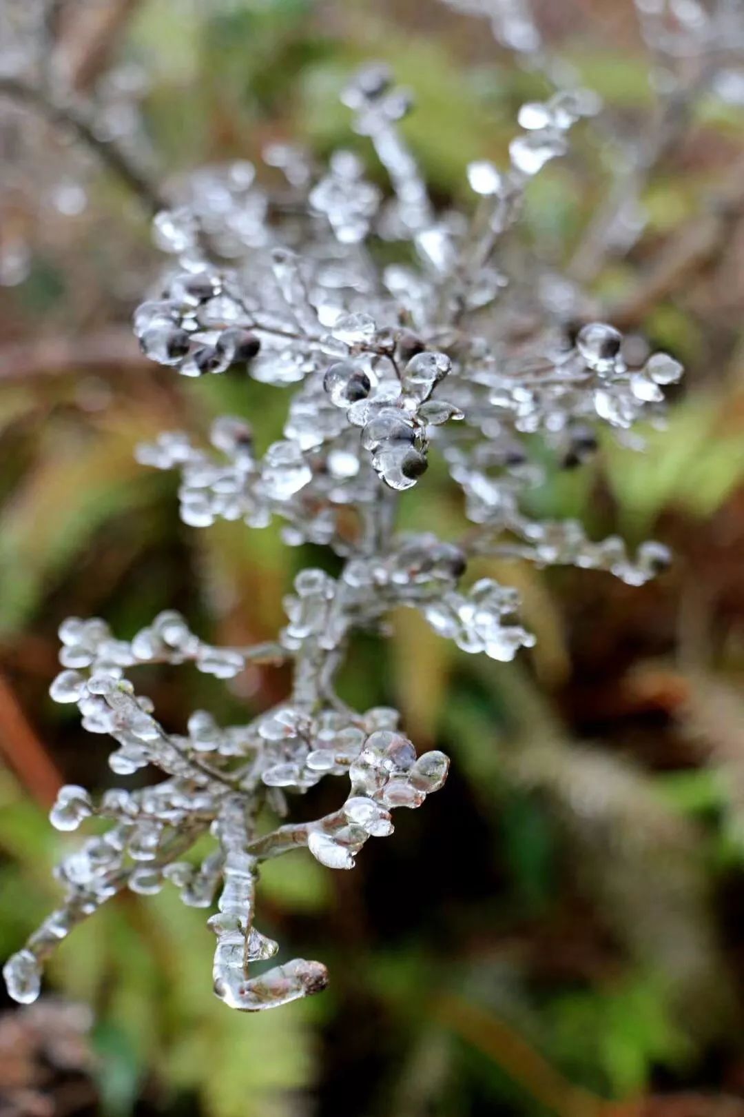 緊急通知!降雪帶南移,龍港的朋友們做好準備!